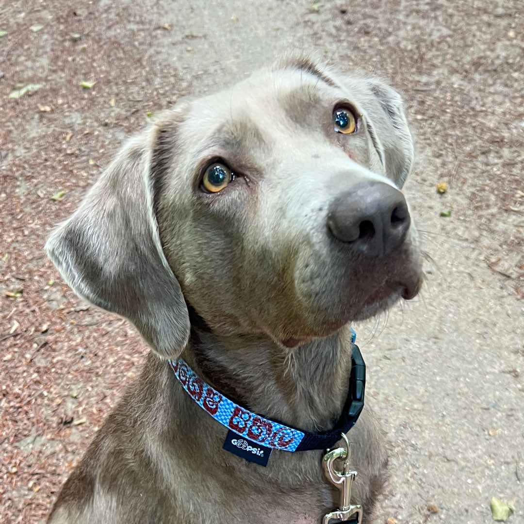 Hundehalsband "Style mich!" handgefertigt, blau - versch. Größen