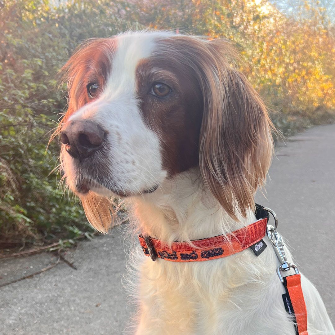 Hundehalsband "Style mich!" handgefertigt, orange - versch. Größen