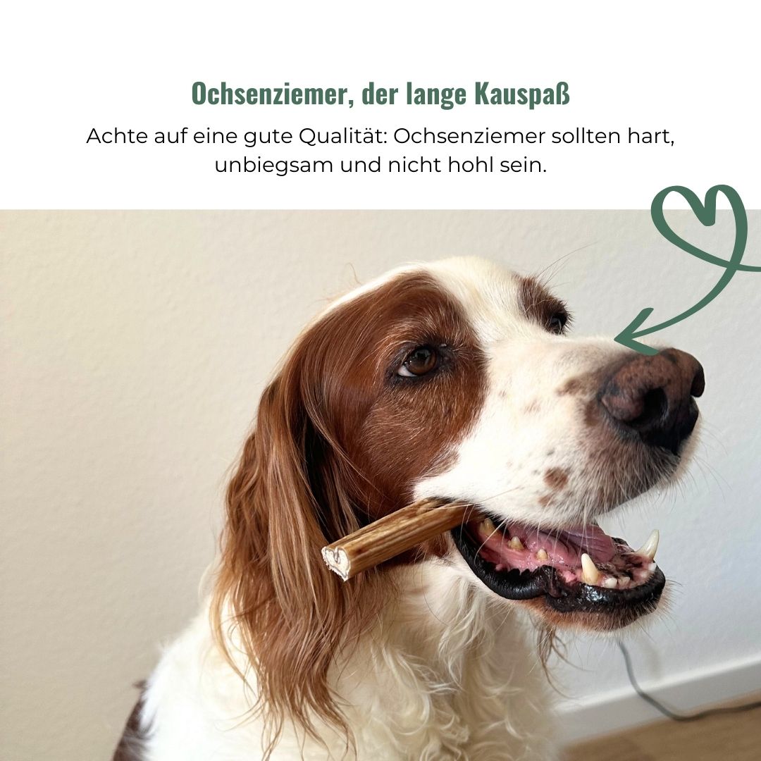 Ochsenziemer für Hunde, getrocknet