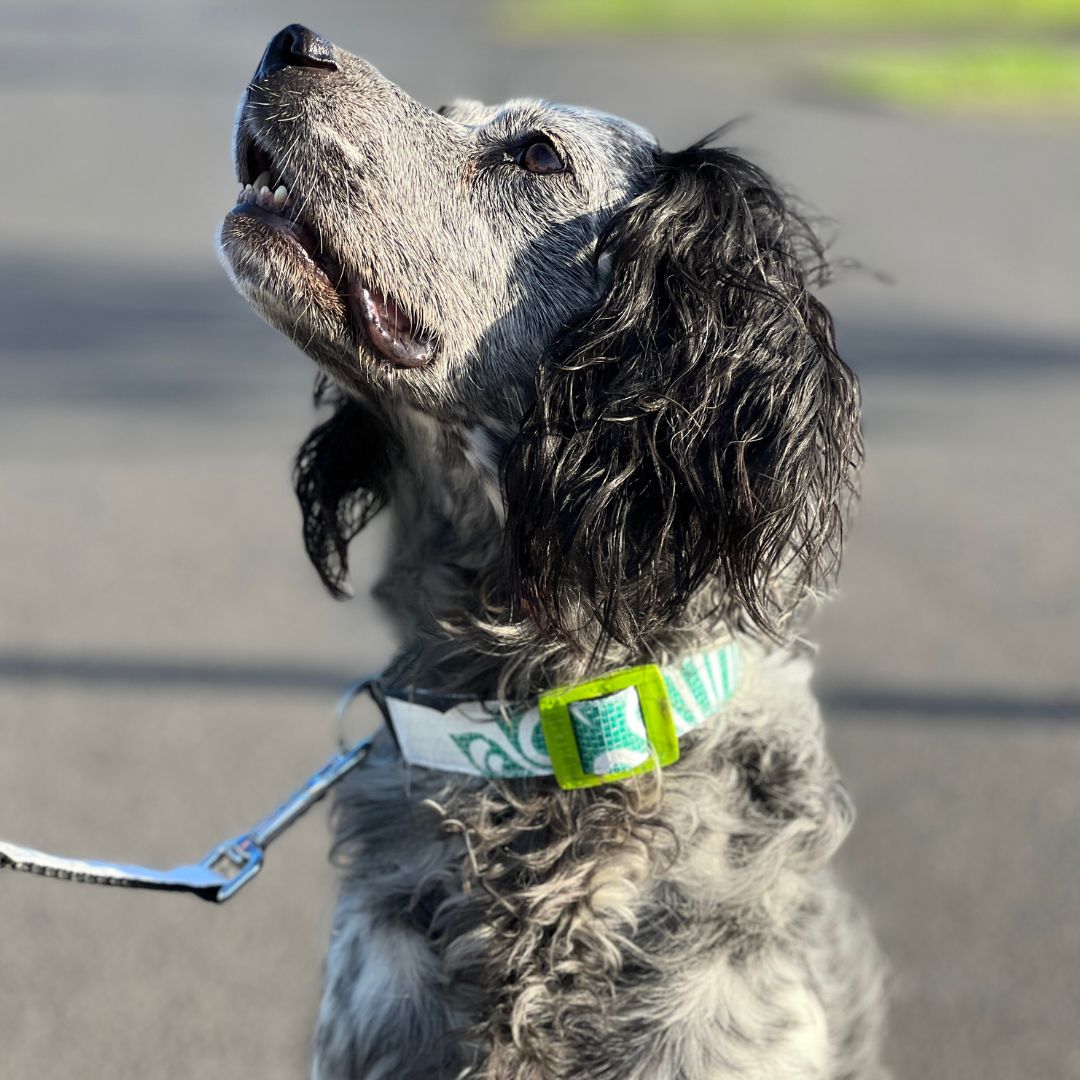 Hundehalsband "Style mich!" handgefertigt, weiß - versch. Größen