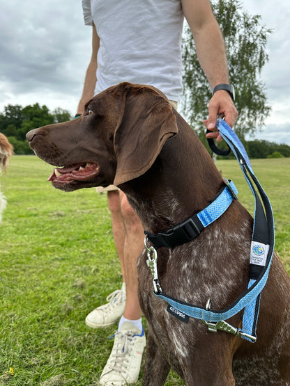 Hundehalsband "Style mich!" handgefertigt, blau - versch. Größen